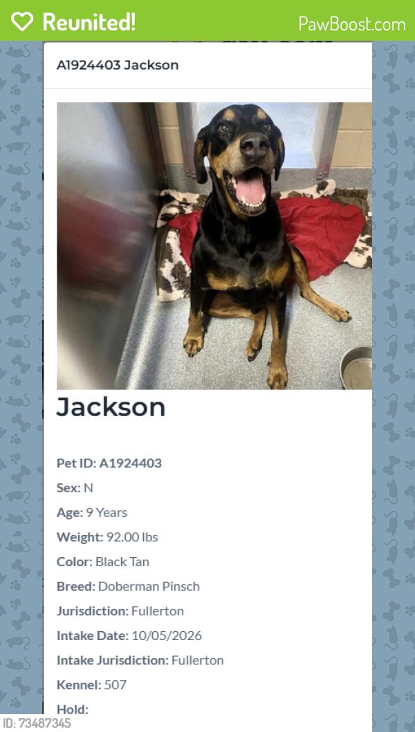 Reunited Male Dog last seen Chapman & State College, Fullerton, Fullerton, CA 92831