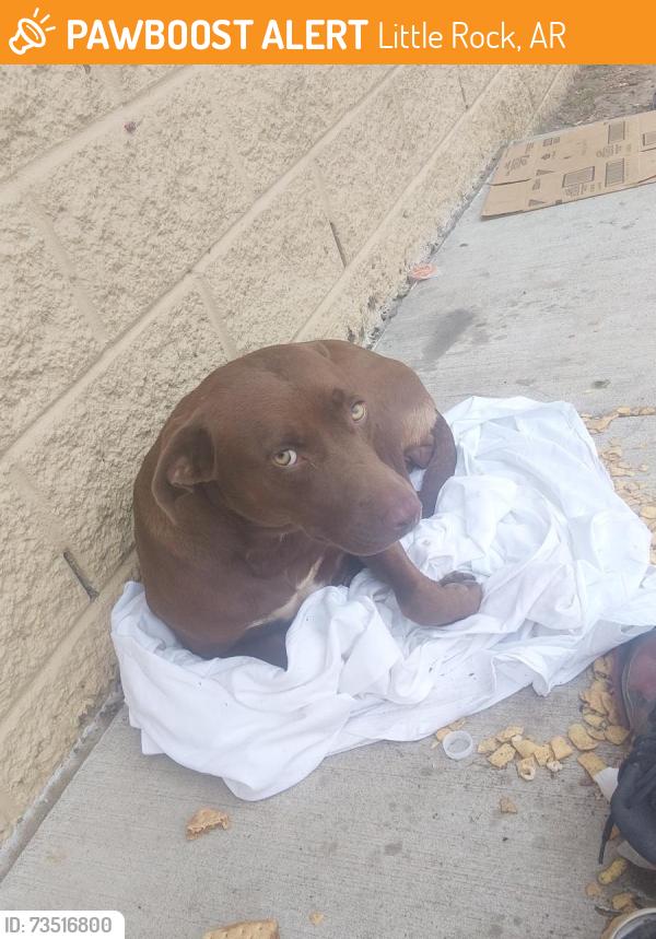 Found/Stray Female Dog last seen Across from the middle school, Little Rock, AR 72206
