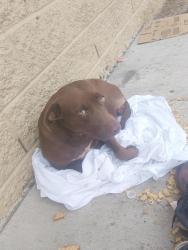 Found/Stray Female Dog last seen Across from the middle school, Little Rock, AR 72206