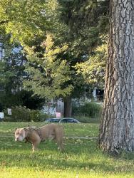 Found/Stray Unknown Cat last seen Powderhorn Park, Minneapolis, Mn, Usa, Minneapolis, MN 55407