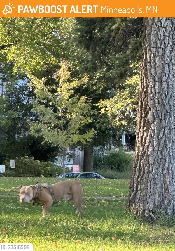 Found/Stray Unknown Cat last seen Powderhorn Park, Minneapolis, Mn, Usa, Minneapolis, MN 55407