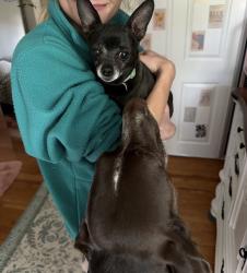 Reunited Female Dog last seen Beveridge Middle School, Omaha, NE 68144