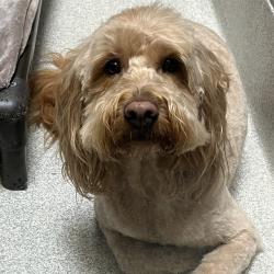 Shelter Stray Male Dog last seen ISLAND DRIVE NEAR CORICA GOLF COURSE, 1590 Fortmann Way, Alameda, CA 94501, USA