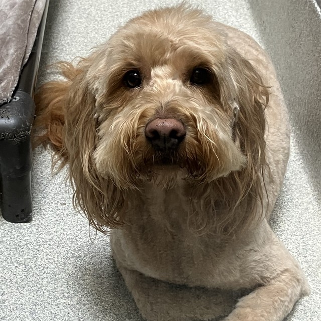 Shelter Stray Male Dog last seen ISLAND DRIVE NEAR CORICA GOLF COURSE, 1590 Fortmann Way, Alameda, CA 94501, USA