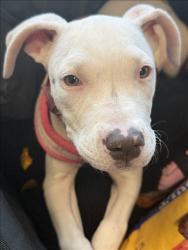 Shelter Stray Female Dog last seen , 11361 W Pico Blvd, Los Angeles, CA 90064, USA