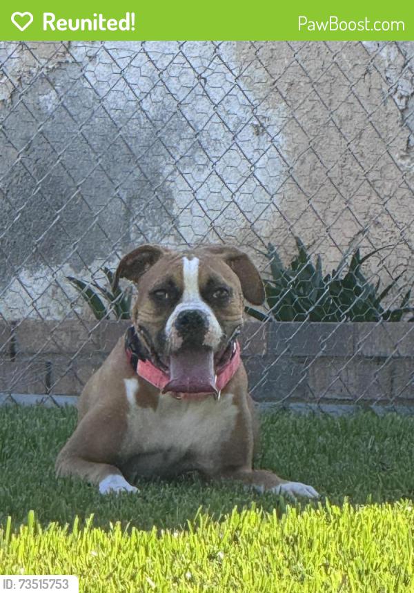 Reunited Female Dog last seen Bush ave and moss, Riverside, CA 92508