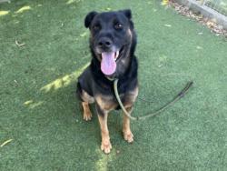 Shelter Stray Male Dog last seen , 14409 Vanowen St, Van Nuys, CA 91405, USA