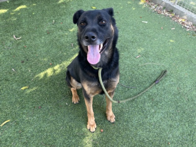 Shelter Stray Male Dog last seen , 14409 Vanowen St, Van Nuys, CA 91405, USA