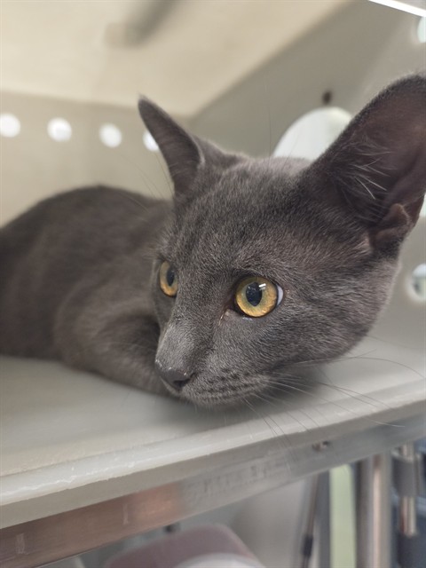Shelter Stray Male Cat last seen Near BLOCK COUGAR CYN, HEMET CITY, 581 S Grand Ave, San Jacinto, CA 92582, USA