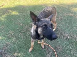 Shelter Stray Female Dog last seen , 14409 Vanowen St, Van Nuys, CA 91405, USA