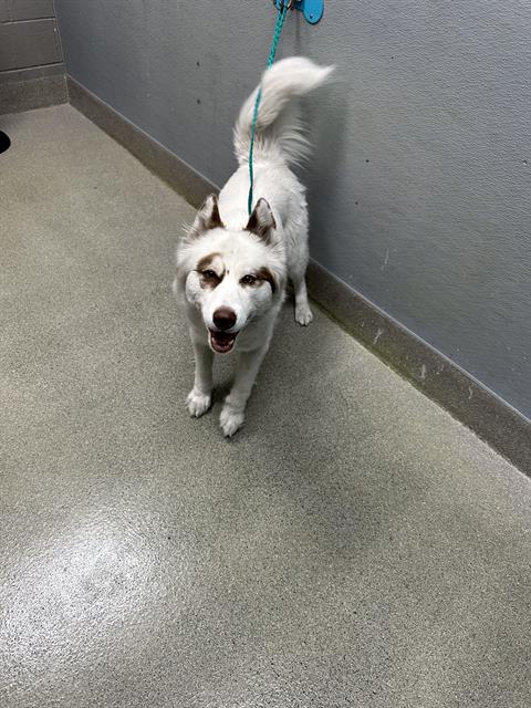 Shelter Stray Female Dog last seen Near BLOCK S LAS VEGAS BLVD, LAS VEGAS NV 89119, 655 N Mojave Rd, Las Vegas, NV 89101, USA