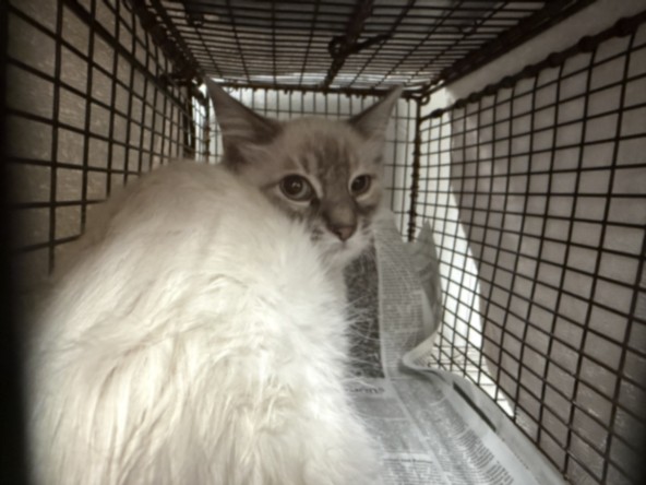 Shelter Stray Female Cat last seen , 14409 Vanowen St, Van Nuys, CA 91405, USA