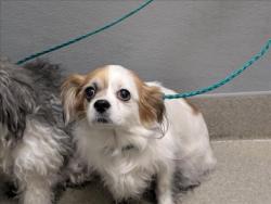 Shelter Stray Female Dog last seen Near BLOCK UNIVERSITY CENTER DR, LAS VEGAS NV 89119, 655 N Mojave Rd, Las Vegas, NV 89101, USA