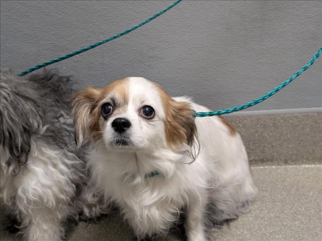 Shelter Stray Female Dog last seen Near BLOCK UNIVERSITY CENTER DR, LAS VEGAS NV 89119, 655 N Mojave Rd, Las Vegas, NV 89101, USA