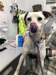 Shelter Stray Male Dog last seen Near BLOCK E ALTA AVE, FRESNO CA 93702 3842, 5277 E Airways Blvd, Fresno, CA 93727, USA