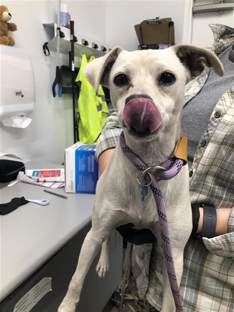 Shelter Stray Male Dog last seen Near BLOCK E ALTA AVE, FRESNO CA 93702 3842, 5277 E Airways Blvd, Fresno, CA 93727, USA