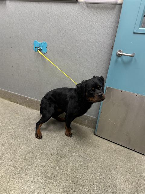 Shelter Stray Female Dog last seen Near BLK TAMERACK, 655 N Mojave Rd, Las Vegas, NV 89101, USA