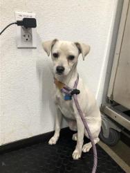 Shelter Stray Female Dog last seen Near BLOCK E ALTA AVE, FRESNO CA 93702 3842, 5277 E Airways Blvd, Fresno, CA 93727, USA