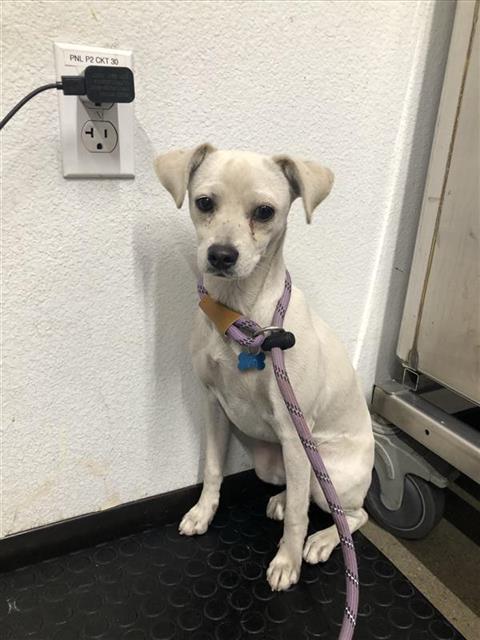 Shelter Stray Female Dog last seen Near BLOCK E ALTA AVE, FRESNO CA 93702 3842, 5277 E Airways Blvd, Fresno, CA 93727, USA