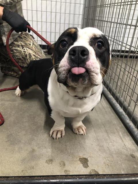 Shelter Stray Male Dog last seen Near BLOCK E SHAW AVE, FRESNO CA 93710 8023, 5277 E Airways Blvd, Fresno, CA 93727, USA
