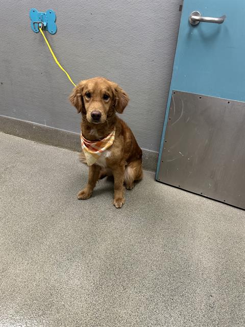 Shelter Stray Male Dog last seen N HOLLYWOOD BLVD & STEWART AVE, 655 N Mojave Rd, Las Vegas, NV 89101, USA