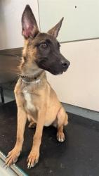 Shelter Stray Female Dog last seen , 5210 W Ave I, Lancaster, CA 93536, USA