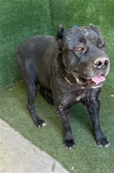 Shelter Stray Female Dog last seen , 5210 W Ave I, Lancaster, CA 93536, USA