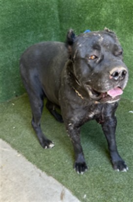 Shelter Stray Female Dog last seen , 5210 W Ave I, Lancaster, CA 93536, USA