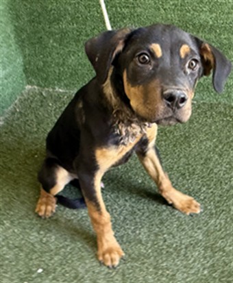 Shelter Stray Male Dog last seen , 5210 W Ave I, Lancaster, CA 93536, USA