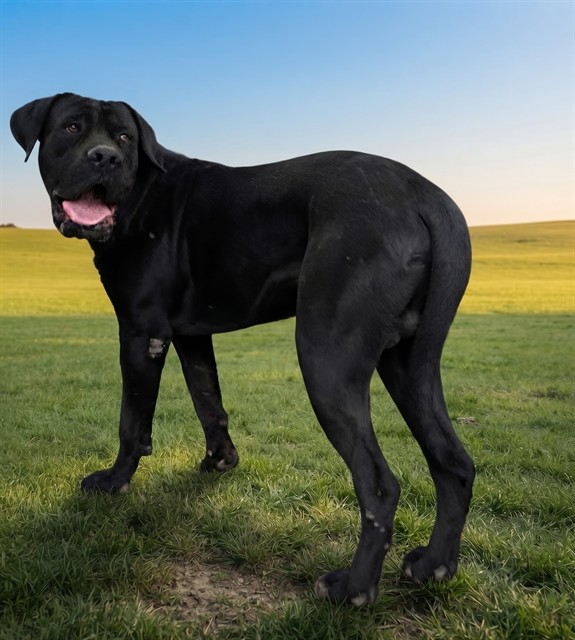 Shelter Stray Male Dog last seen , 5210 W Ave I, Lancaster, CA 93536, USA