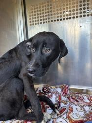 Shelter Stray Female Dog last seen Near BLOCK BASS PRO DR, OKLAHOMA CITY OK 73104, 2811 SE 29th St, Oklahoma City, OK 73129, USA