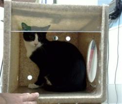 Shelter Stray Female Cat last seen Near BLOCK W CEDAR AVE, DENVER CO 80219, 1241 W Bayaud Ave, Denver, CO 80223, USA