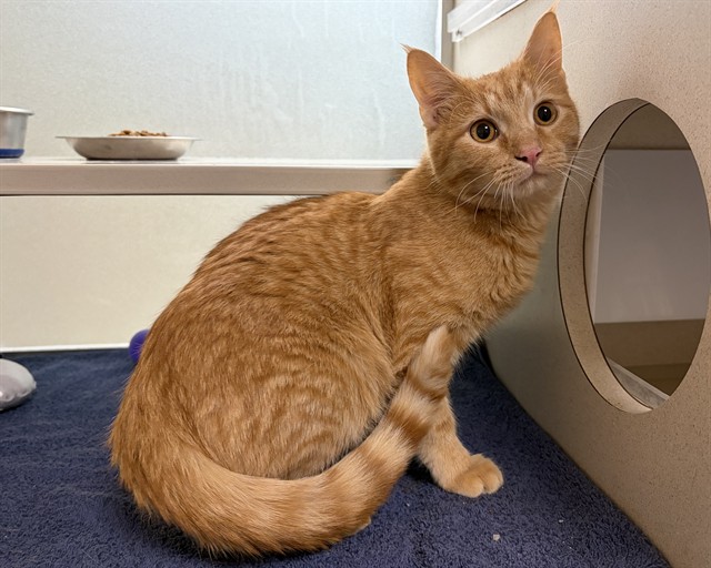 Shelter Stray Male Cat last seen Near BLOCK W BAYAUD AVE DENVER, CO 80223, 1241 W Bayaud Ave, Denver, CO 80223, USA