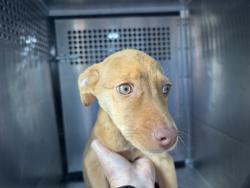 Shelter Stray Female Dog last seen Near BLOCK BASS PRO DR, OKLAHOMA CITY OK 73104, 2811 SE 29th St, Oklahoma City, OK 73129, USA