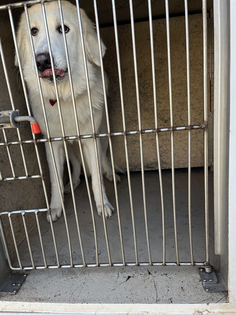 Shelter Stray Male Dog last seen Near BLOCK NW 10TH ST, OKLAHOMA CITY OK 73127, 2811 SE 29th St, Oklahoma City, OK 73129, USA
