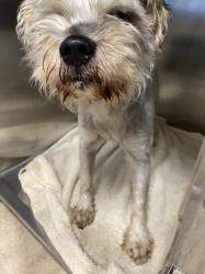 Shelter Stray Male Dog last seen , 957 N Gaffey St, San Pedro, CA 90731, USA