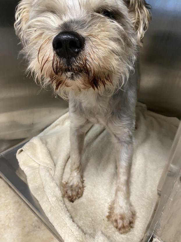 Shelter Stray Male Dog last seen , 957 N Gaffey St, San Pedro, CA 90731, USA