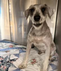 Shelter Stray Male Dog last seen , 957 N Gaffey St, San Pedro, CA 90731, USA
