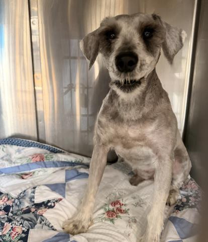 Shelter Stray Male Dog last seen , 957 N Gaffey St, San Pedro, CA 90731, USA