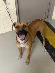 Shelter Stray Male Dog last seen , 232 Eslinger Way, Sanford, FL 32773, USA