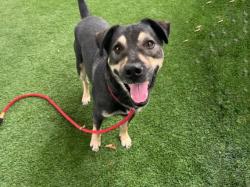Shelter Stray Male Dog last seen , 1850 W 60th St, Los Angeles, CA 90047, USA
