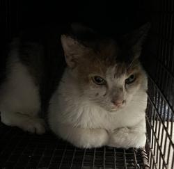 Shelter Stray Female Cat last seen PIEDMONT CT MASCOTTE, 12280 County Rd 448, Tavares, FL 32778, USA