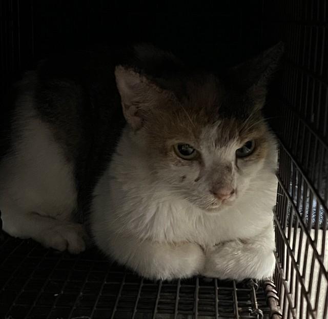 Shelter Stray Female Cat last seen PIEDMONT CT MASCOTTE, 12280 County Rd 448, Tavares, FL 32778, USA
