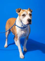 Shelter Stray Female Dog last seen YOUNGERMAN RD, 2020 Forest St, Jacksonville, FL 32204, USA