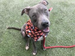 Shelter Stray Male Dog last seen , 1850 W 60th St, Los Angeles, CA 90047, USA