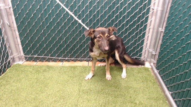 Shelter Stray Female Dog last seen , 11258 Garfield Ave, Downey, CA 90242, USA