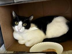 Shelter Stray Male Cat last seen , 1850 W 60th St, Los Angeles, CA 90047, USA