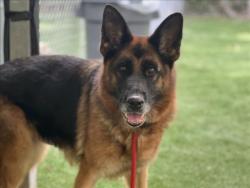 Shelter Stray Female Dog last seen , 1850 W 60th St, Los Angeles, CA 90047, USA