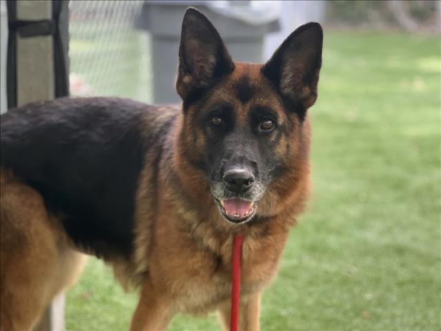 Shelter Stray Female Dog last seen , 1850 W 60th St, Los Angeles, CA 90047, USA