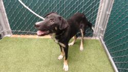 Shelter Stray Female Dog last seen , 11258 Garfield Ave, Downey, CA 90242, USA